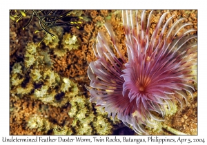 1140#0201 Bispira sp 1 - Undetermined Feather Duster Worm, Twin Rocks, Batangas, Philippines, Apr 5, 2004