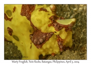 1140#0218 Antennarius maculatus - Warty Frogfish, Twin Rocks, Batangas, Philippines, Apr 5, 2004