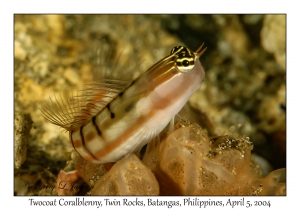 1140#0224 Ecsenius dilemma - Twocoat Coralblenny, Twin Rocks, Batangas, Philippines, Apr 5, 2004