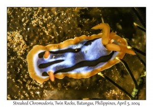 1140#0243 Chromodoris strigata - Streaked Chromodoris, Twin Rocks, Batangas, Philippines, Apr 5, 2004