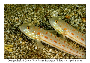 1140#0254 Valenciennea puellaris - Orange-dashed Goby, Twin Rocks, Batangas, Philippines, Apr 5, 2004