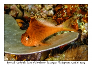 1141#0013 Cyprinocirrhites polyactis - Lyretail Hawkfish, Back of Sombrero, Batangas, Philippines, Apr 6, 2004