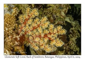 1141#0016 Dendronephthya species - Glomerate Soft Coral, Back of Sombrero, Batangas, Philippines, Apr 6, 2004