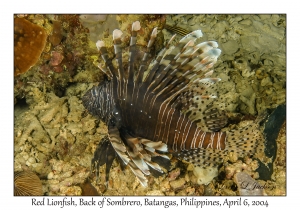 1141#0017 Pterois volitans - Red Lionfish, Back of Sombrero, Batangas, Philippines, Apr 6, 2004