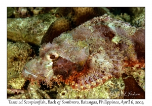 1141#0022 Scorpaenopsis oxycephala - Tasseled Scorpionfish, Back of Sombrero, Batangas, Philippines, Apr 6, 2004