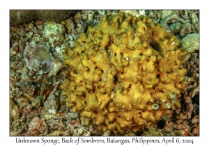 1141#0027 Unknown Sponge, Back of Sombrero, Batangas, Philippines, Apr 6, 2004
