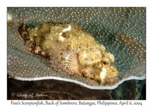1141#0032 Scorpaenopsis possi - Poss's Scorpionfish, Back of Sombrero, Batangas, Philippines, Apr 6, 2004