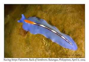 1141#0036 Pseudoceros bifurcus - Racing Stripe Flatworm, Back of Sombrero, Batangas, Philippines, Apr 6, 2004