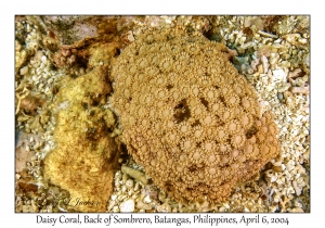 1141#0045 Goniopora minor - Daisy Coral, Back of Sombrero, Batangas, Philippines, Apr 6, 2004