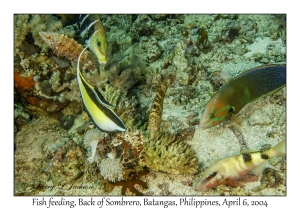 1141#0047 Fish feeding, Back of Sombrero, Batangas, Philippines, Apr 6, 2004