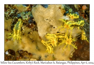 1142#0054 Colochirus robustus - Yellow Sea Cucumber, Kirby's Rock, Maricaban Is, Batangas, Philippines, Apr 6, 2004