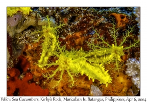 1142#0056 Colochirus robustus - Yellow Sea Cucumber, Kirby's Rock, Maricaban Is, Batangas, Philippines, Apr 6, 2004