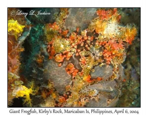 Giant Frogfish