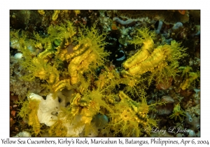 1142#0064 Colochirus robustus - Yellow Sea Cucumber, Kirby's Rock, Maricaban Is, Batangas, Philippines, Apr 6, 2004
