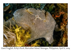 1142#0075 Antennarius commerson - Giant Frogfish, Kirby's Rock, Maricaban Is, Batangas, Philippines, Apr 6, 2004