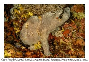 1142#0077 Antennarius commerson - Giant Frogfish, Kirby's Rock, Maricaban Is, Batangas, Philippines, Apr 6, 2004