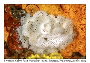 1142#0088 Triphyllozoon inornatum - Bryozoan, Kirby's Rock, Maricaban Is, Batangas, Philippines, Apr 6, 2004