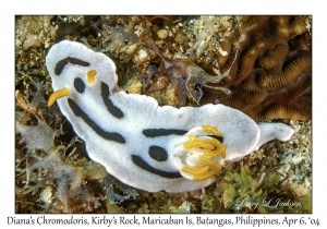 1142#0094 Chromodoris dianae - Diana's Chromodoris, Kirby's Rock, Maricaban Is, Batangas, Philippines, Apr 6, 2004