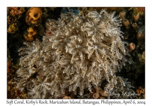 1142#0095 Anthelia sp - Soft Coral, Kirby's Rock, Maricaban Is, Batangas, Philippines, Apr 6, 2004