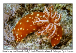 1142#0099 Gymnodoris aurita - Strawberry Nudibranch, Kirby's Rock, Maricaban Is, Batangas, Philippines, Apr 6, 2004