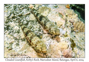 1142#0114 Saurida nebulosa - Clouded Lizardfish, Kirby's Rock, Maricaban Is, Batangas, Philippines, Apr 6, 2004