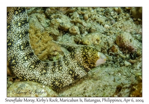 1142#0126 Echidna nebulosa - Snowflake Moray, Kirby's Rock, Maricaban Is, Batangas, Philippines, Apr 6, 2004