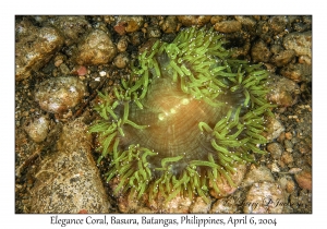 1143#0147 Catalaphyllia jardinei - Elegance Coral, Basura, Batangas, Philippines, Apr 6, 2004