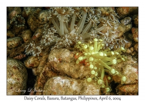 1143#0151 Goniopora palmensis & columna - Daisy Corals, Basura, Batangas, Philippines, Apr 6, 2004