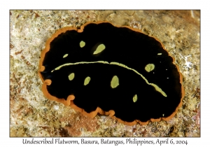1143#0155 Pseudoceros cf dimidiatus - Undescribed Flatworm, Basura, Batangas, Philippines, Apr 6, 2004