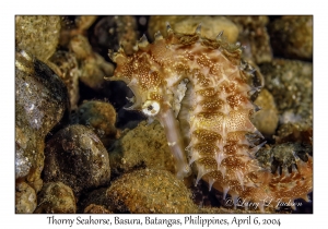 1143#0161 Hippocampus hystrix - Thorny Seahorse, Basura, Batangas, Philippines, Apr 6, 2004