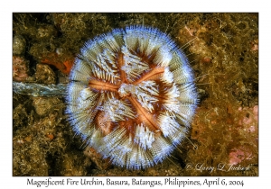 1143#0165 Asthenosoma ijimai - Magnificent Fire Urchin, Basura, Batangas, Philippines, Apr 6, 2004
