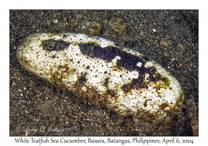 1143#0170 Holothuria fuscogilva - White Teatfish Sea Cucumber, Basura, Batangas, Philippines, Apr 6, 2004