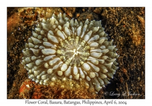 1143#0172 Lobophyllia pachysepta - Flower Coral, Basura, Batangas, Philippines, Apr 6, 2004