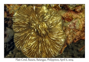 1143#0173 Fungia moluccensis - Plate Coral, Basura, Batangas, Philippines, Apr 6, 2004