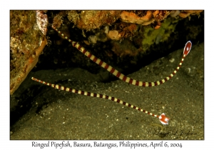 1143#0177 Dunkerocampus dactyliophorus - Ringed Pipefish, Basura, Batangas, Philippines, Apr 6, 2004