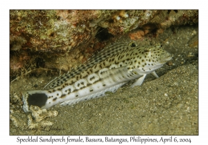 1143#0183 Parapercis hexophtalma - Speckled Sandperch female, Basura, Batangas, Philippines, Apr 6, 2004