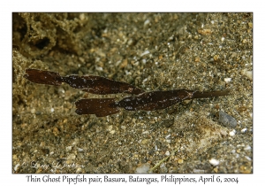 1143#0187 Solenostomus sp - Thin Ghost Pipefish pair, Basura, Batangas, Philippines, Apr 6, 2004