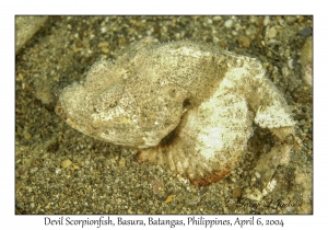 1143#0203 Scorpaenopsis diabolus - Devil Scorpionfish, Basura, Batangas, Philippines, Apr 6, 2004