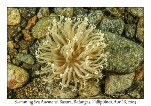1143#0207 Boloceroides mcmurrichii - Swimming Sea Anemone, Basura, Batangas, Philippines, Apr 6, 2004