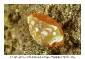 1144#0236 Cypraea ziczac - Zig-zag Cowrie, Night, Basura, Batangas, Philippines, Apr 6, 2004