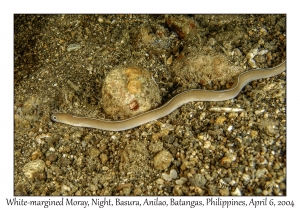 1144#0252 Gymnothorax albimarginatus - White-margined Moray, Night, Basura, Batangas, Philippines, Apr 6, 2004