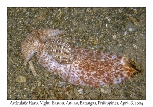 1144#0260 Harpa articularis - Articulate Harp, Night, Basura, Batangas, Philippines, Apr 6, 2004
