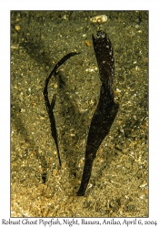1144#0271 Solenostomus cyanopterus - Robust Ghost Pipefish pair, Night, Basura, Batangas, Philippines, Apr 6, 2004