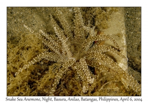 1144#0272 Actinostephanus haeckeli - Snake Sea Anemone, Night, Basura, Batangas, Philippines, Apr 6, 2004