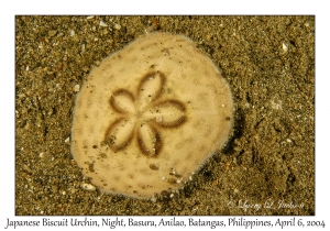 1144#0276 Clypeaster japonicus - Japanese Biscuit Urchin, Night, Basura, Batangas, Philippines, Apr 6, 2004