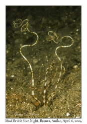 1144#0277 Amphiura sp - Mud Brittle Star, Night, Basura, Batangas, Philippines, Apr 6, 2004