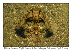 1144#0278 Dactyloptena orientalis - Helmut Gurnard, Night, Basura, Batangas, Philippines, Apr 6, 2004