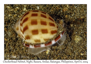 1144#0294 Phalium areola - Checkerboard Helmet, Night, Basura, Batangas, Philippines, Apr 6, 2004