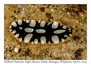 1144#0303 Pseudoceros scintillatus - Brilliant Flatworm, Night, Basura, Batangas, Philippines, Apr 6, 2004