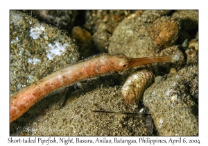 1144#0310 Trachyhamphus bioarctatus - Short-tailed Pipefish, Night, Basura, Batangas, Philippines, Apr 6, 2004